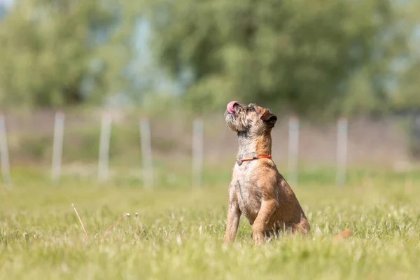 Niedlicher Reinrassiger Border Terrier Hund Auf Dem Feld — Stockfoto