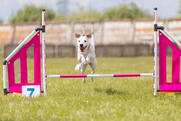 Kruising Hond Springt Een Horde Van Een Behendigheid Cursus — Stockfoto