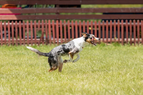 stock image Border Collie dog running on the grass