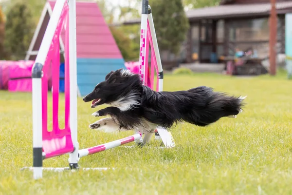 犬は敏捷性コースのハードルを飛び越える 敏捷大会 犬スポーツ — ストック写真