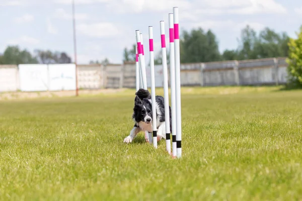 Border Collie Dog Running Weaves Agility Course Horizontal — Stock Photo, Image