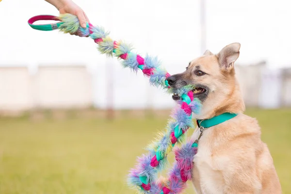 Закрыть Портрет Собаки Играющей Догонялки Разноцветной Игрушечной Веревкой — стоковое фото