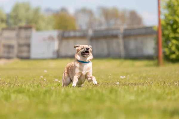 畑を走る可愛い交配犬 — ストック写真