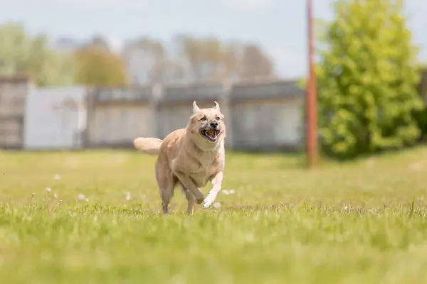 Cute crossbreed dog running in a field.