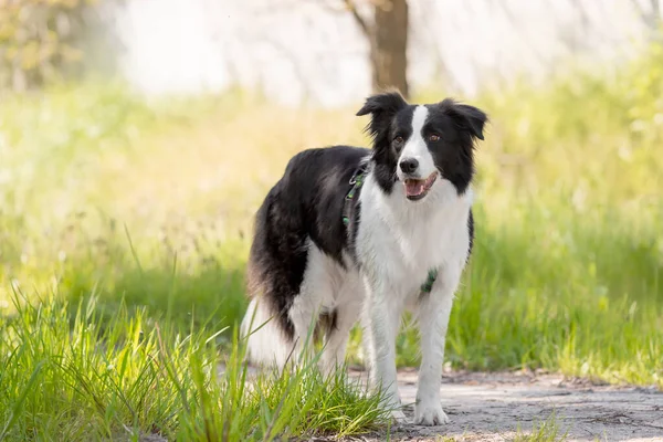 Sınır çoban köpeği çimenlerde koşuyor