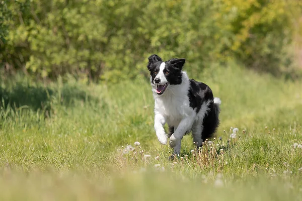 Border Collie Dog Running Grass — Stock Photo, Image
