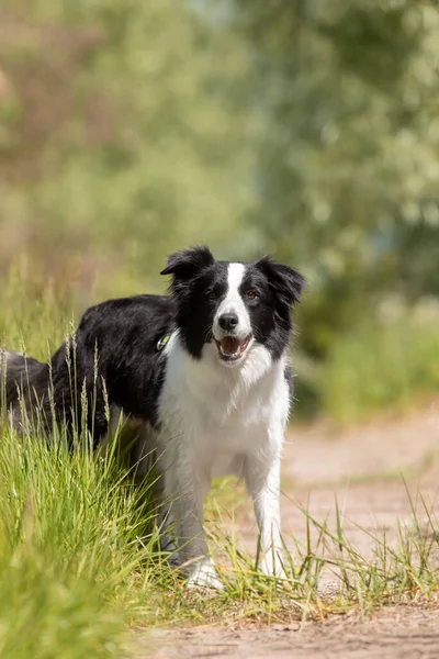 Border Collie Hund Kører Græsset - Stock-foto