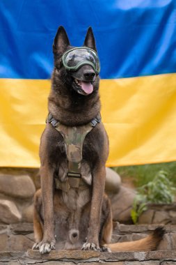 Köpek zırhı. Kurşun geçirmez yelek giymiş bir köpek. Belçika çoban köpeği Ukrayna bayrağının önünde.