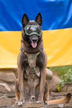 Köpek zırhı. Kurşun geçirmez yelek giymiş bir köpek. Belçika çoban köpeği Ukrayna bayrağının önünde.