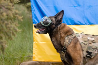 Köpek zırhı. Kurşun geçirmez yelek giymiş bir köpek. Belçika çoban köpeği Ukrayna bayrağının önünde.