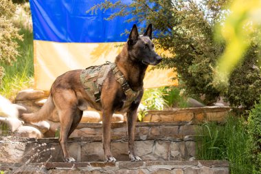 Köpek zırhı. Kurşun geçirmez yelek giymiş bir köpek. Belçika çoban köpeği Ukrayna bayrağının önünde.