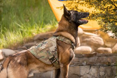 Köpek zırhı. Kurşun geçirmez yelek giymiş bir köpek. Belçika çoban köpeği Ukrayna bayrağının önünde.