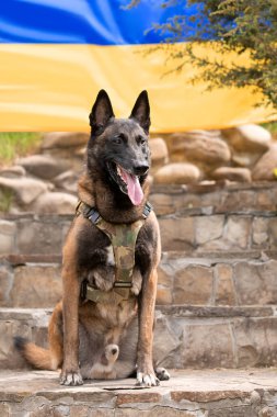 Köpek zırhı. Kurşun geçirmez yelek giymiş bir köpek. Belçika çoban köpeği Ukrayna bayrağının önünde.