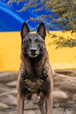 Köpek zırhı. Kurşun geçirmez yelek giymiş bir köpek. Belçika çoban köpeği Ukrayna bayrağının önünde.
