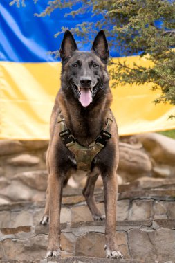 Köpek zırhı. Kurşun geçirmez yelek giymiş bir köpek. Belçika çoban köpeği Ukrayna bayrağının önünde.