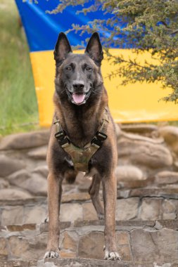 Köpek zırhı. Kurşun geçirmez yelek giymiş bir köpek. Belçika çoban köpeği Ukrayna bayrağının önünde.