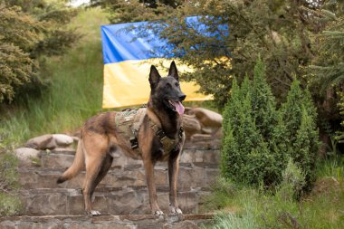 Köpek zırhı. Kurşun geçirmez yelek giymiş bir köpek. Belçika çoban köpeği Ukrayna bayrağının önünde.