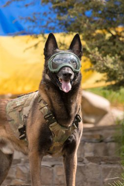 Köpek zırhı. Kurşun geçirmez yelek giymiş bir köpek. Belçika çoban köpeği Ukrayna bayrağının önünde.