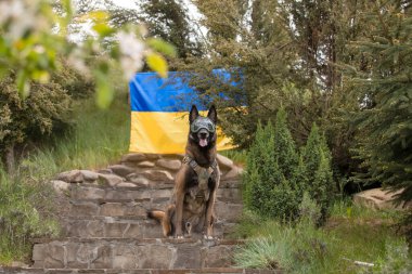 Köpek zırhı. Kurşun geçirmez yelek giymiş bir köpek. Belçika çoban köpeği Ukrayna bayrağının önünde.