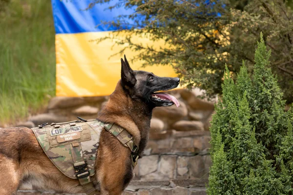 Dog armor. Dog in a bulletproof vest. Belgian Shepherd Malinois dog  in front of a Ukrainian flag.