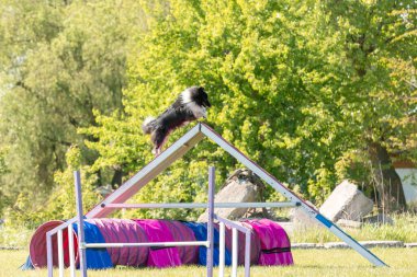 Köpek, temas bölgesiyle birlikte çeviklik engelli köpek yürüyüşü yapıyor. Çeviklik