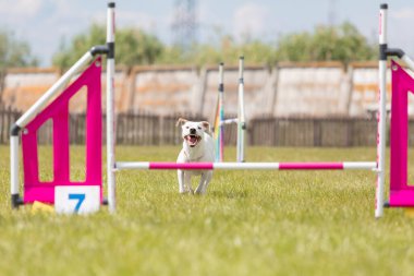 Melez köpek çeviklik kursunun engellerinden atlıyor.