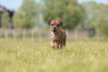 Tarladaki şirin safkan sınır köpeği.