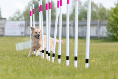 Çeviklik rotasında dokuma boyunca koşan köpek yatay.