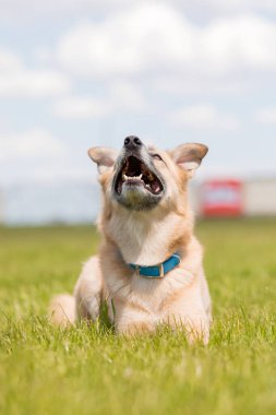 Tarlada mavi yakalı şirin melez köpek portresi..