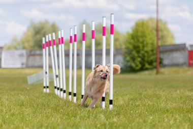 Çeviklik rotasında dokuma boyunca koşan köpek yatay.