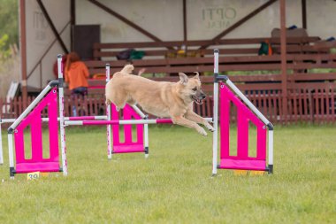 Köpek çeviklik kursunun engellerinden atlıyor. Çeviklik yarışması, köpek sporu