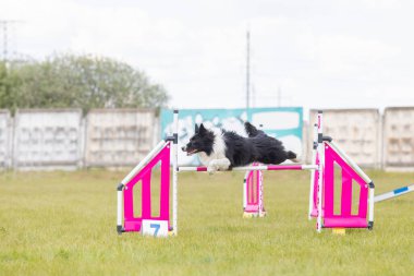 Sınır Collie köpeği çeviklik kursunun engellerinden atlıyor. Çeviklik yarışması, köpek sporu