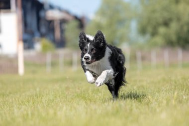 Sınır çoban köpeği çimenlerde koşuyor