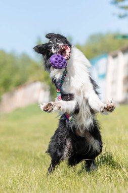 Sınır çoban köpeği çimenlerde koşuyor