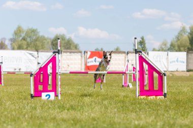 Sınır Collie köpeği çeviklik kursunun engellerinden atlıyor. Çeviklik yarışması, köpek sporu