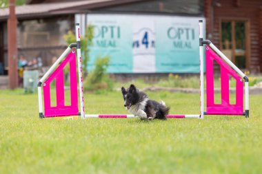 Shetlans 'da çalışan çoban köpeği cinsi köpek çeviklik kursunun engellerinden atlıyor. Çeviklik yarışması, tüylü ve hızlı Sheltie ile köpek sporu, küçük collie, genç köpek.