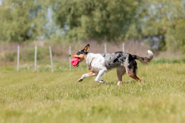 Sınır çoban köpeği çimenlerde koşuyor