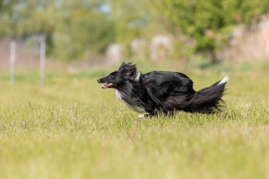 Sheltie köpeği çimlerde koşuyor.