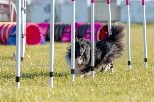 Hond Loopt Door Weven Behendigheidsbaan Horizontaal — Stockfoto