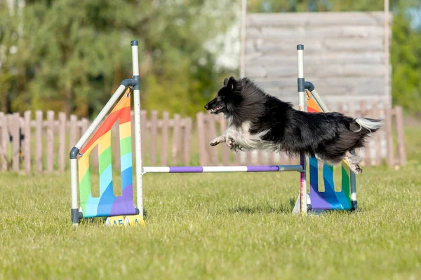 労働者のシープドッグ品種の犬は敏捷性コースのハードルを飛び越えてジャンプします 敏捷性の競争 ふわふわと速い棚のある犬のスポーツ 小さなコロニー のんびりとした犬 — ストック写真