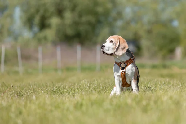 Beagle Pies Biegający Bawiący Się Medow — Zdjęcie stockowe