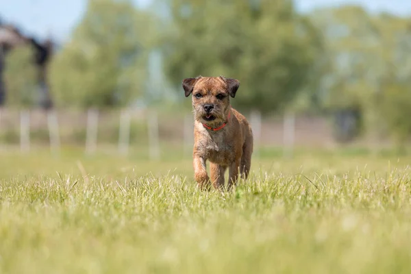 Cute purebred border terrier dog at the field