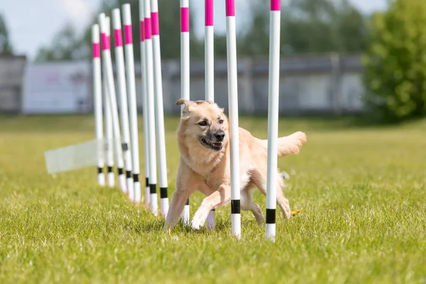 Çeviklik rotasında dokuma boyunca koşan köpek yatay.