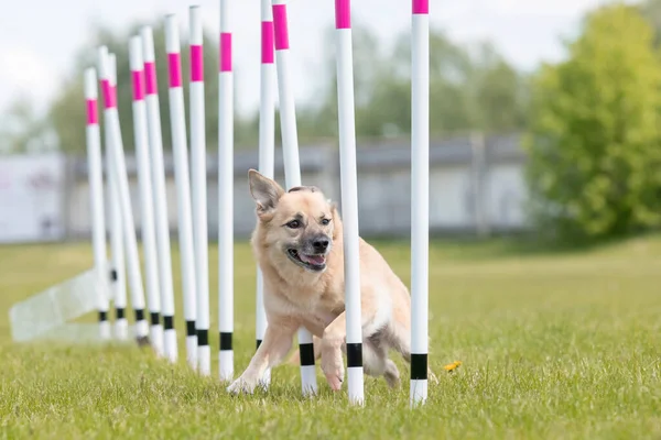 Çeviklik rotasında dokuma boyunca koşan köpek yatay.