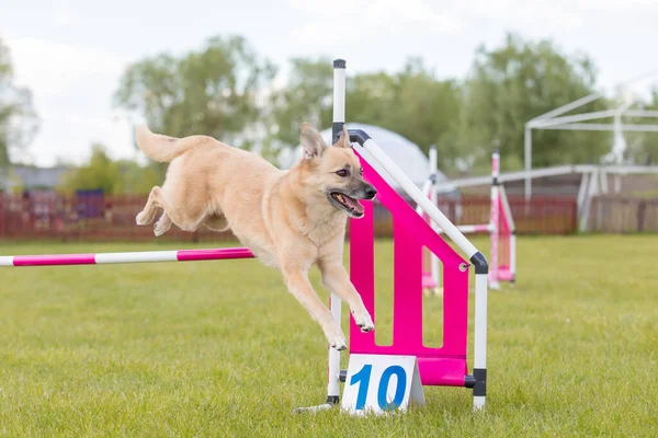 Hond Springt Een Horde Van Een Behendigheidsbaan Agility Competitie Honden — Stockfoto