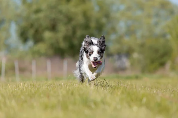 Собака Колли Бегает Траве — стоковое фото