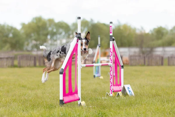 Sınır Collie Köpeği Çeviklik Kursunun Engellerinden Atlıyor Çeviklik Yarışması Köpek — Stok fotoğraf