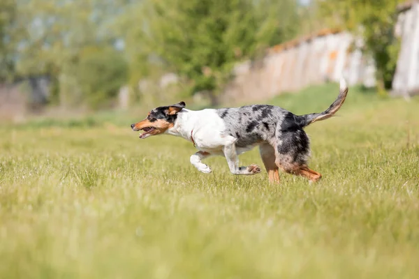 Sınır çoban köpeği çimenlerde koşuyor