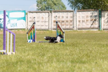 Köpek çeviklik kursunun engellerinden atlıyor. Çeviklik yarışması, köpek sporu