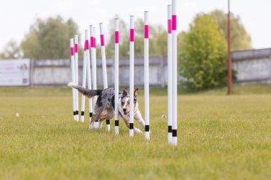 Çeviklik rotasında dokuma boyunca koşan köpek yatay.